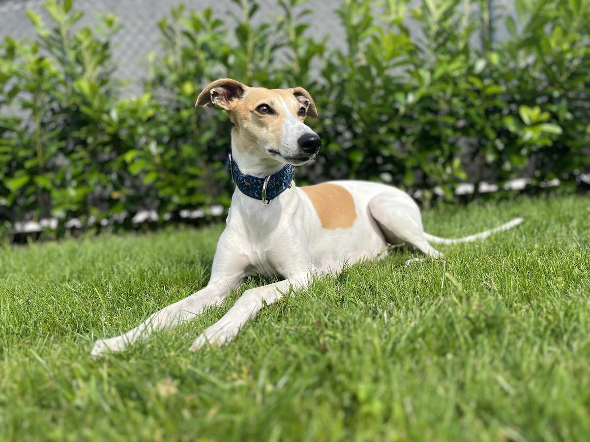 Náhled ProChrta.cz Softshellový obojek FOREST DEER 4 cm M