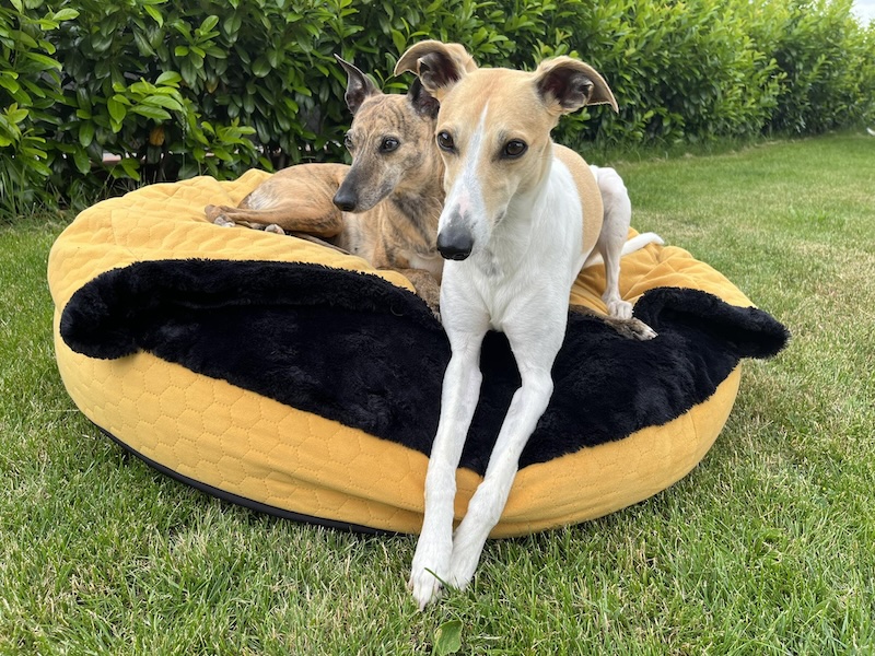 Náhled ProChrta.cz AMONITE ROUND MUSTARD