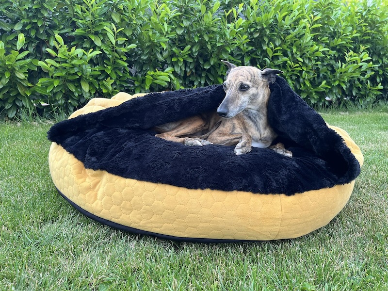 Náhled ProChrta.cz AMONITE ROUND MUSTARD