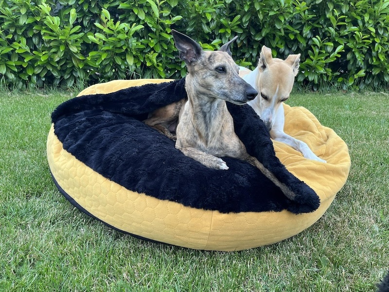 Náhled ProChrta.cz AMONITE ROUND MUSTARD