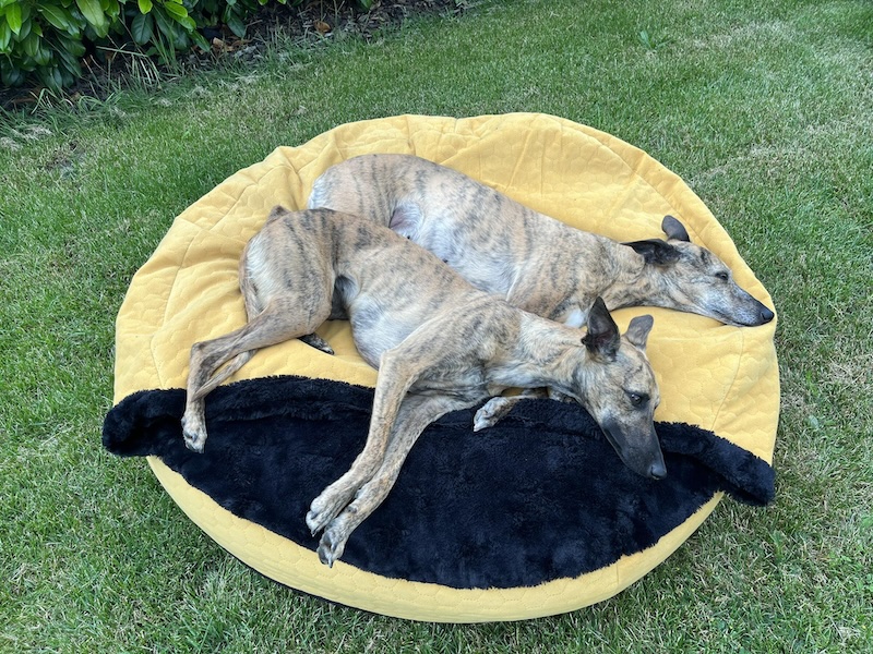 Náhled ProChrta.cz AMONITE ROUND MUSTARD