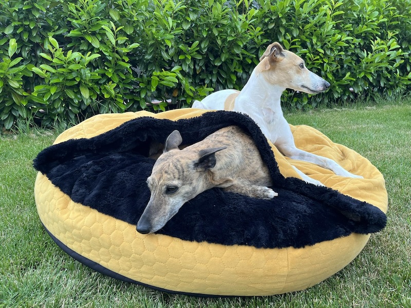 Náhled ProChrta.cz AMONITE ROUND MUSTARD