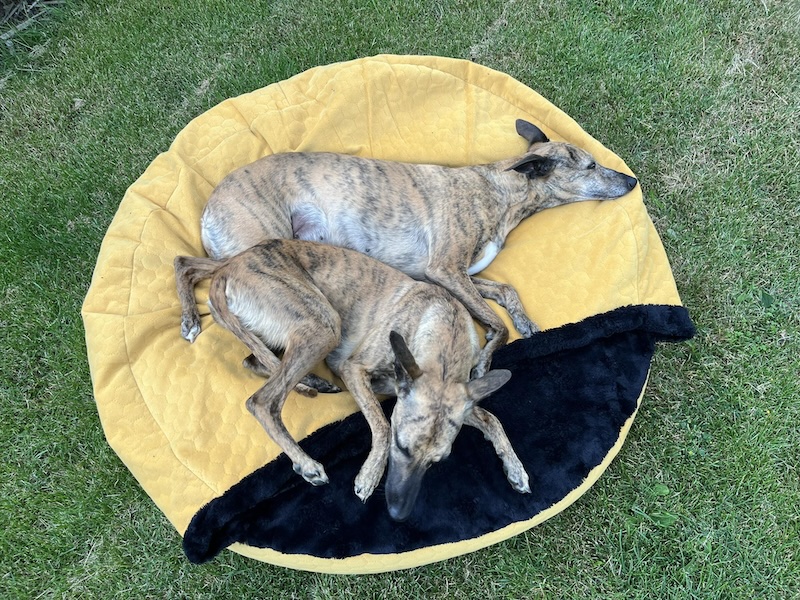 Náhled ProChrta.cz AMONITE ROUND MUSTARD