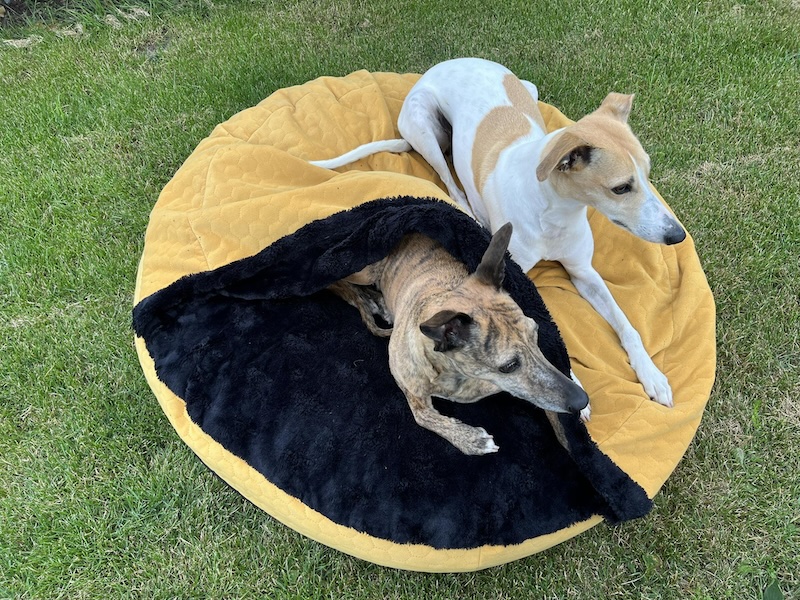 Náhled ProChrta.cz AMONITE ROUND MUSTARD