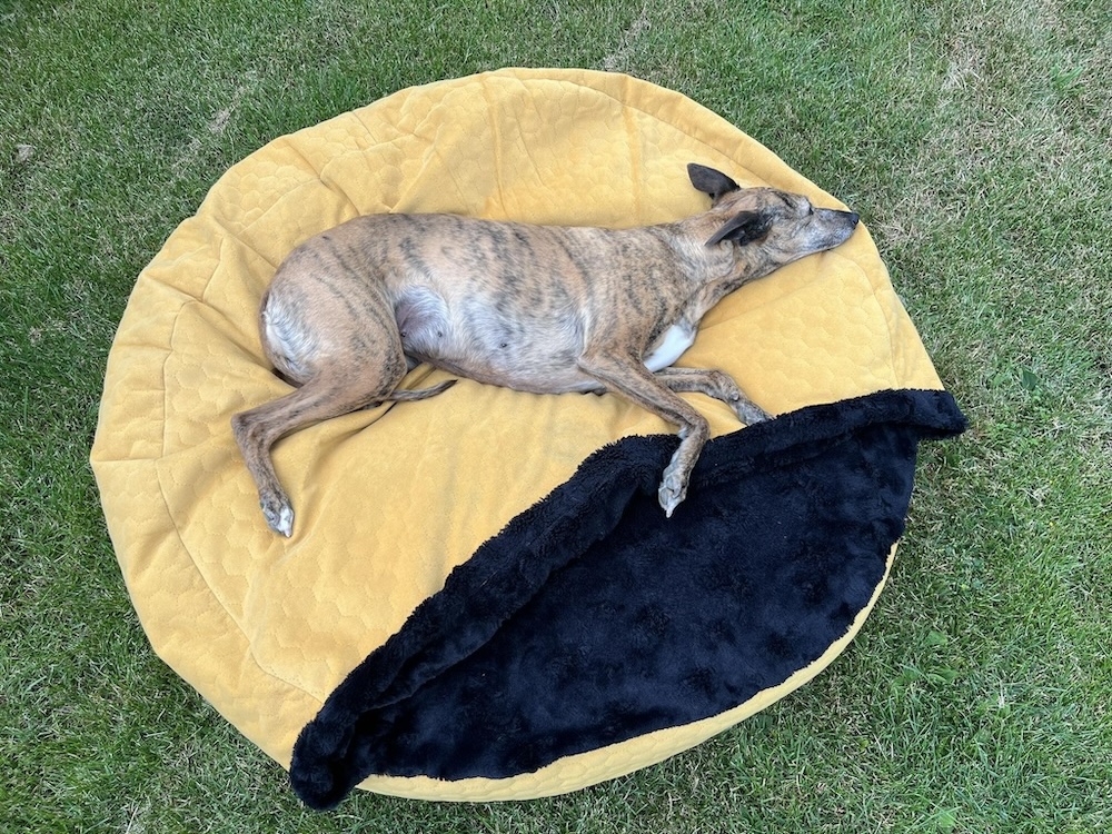 Náhled ProChrta.cz AMONITE ROUND MUSTARD