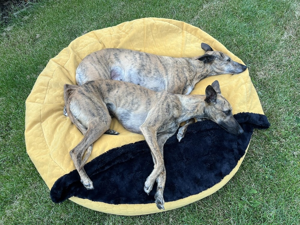 Náhled ProChrta.cz AMONITE ROUND MUSTARD