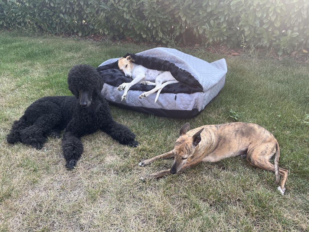 Náhled ProChrta.cz TEMPLE GREY BLACK