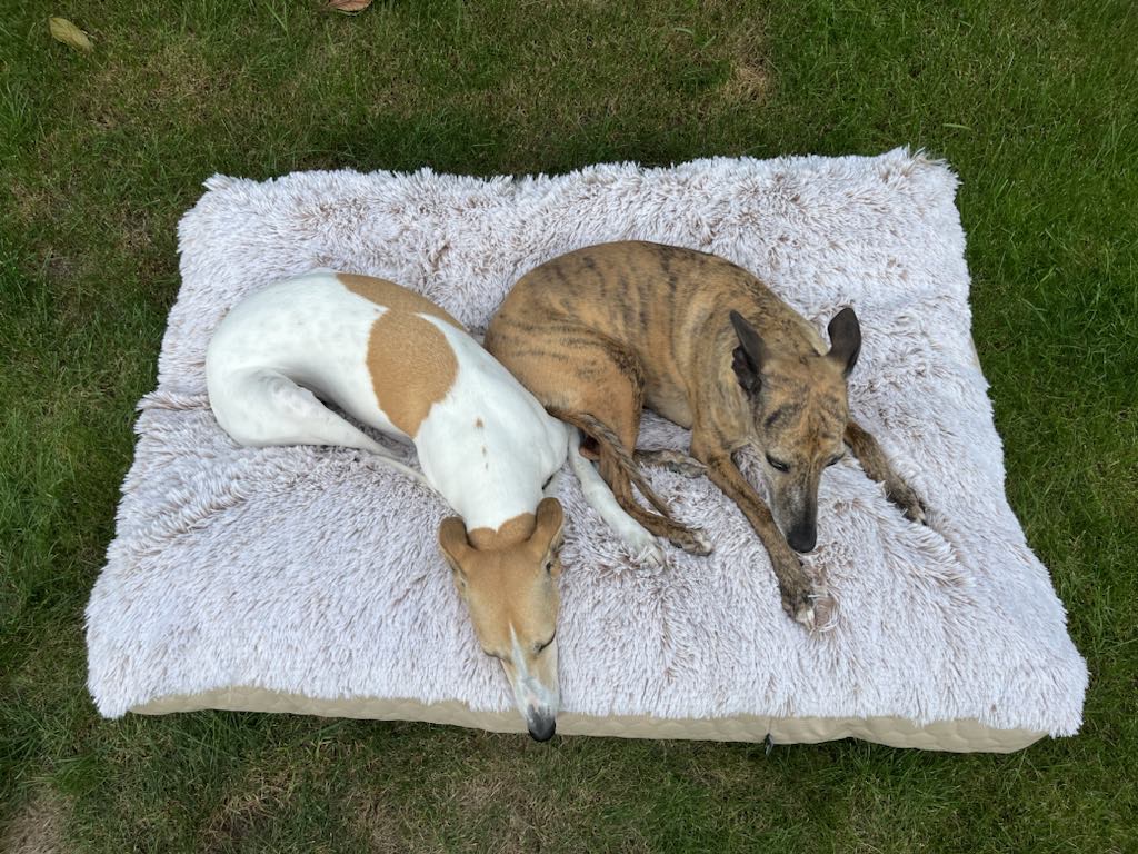 Náhled ProChrta.cz TEMPLE FLAT BEIGE