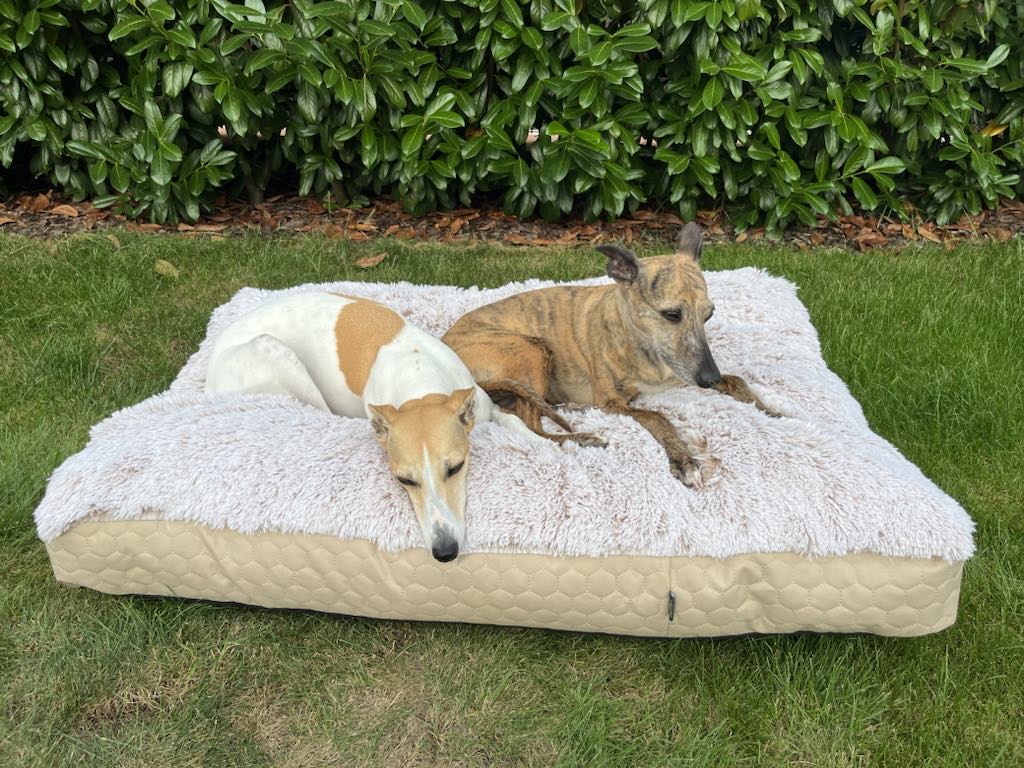 Náhled ProChrta.cz TEMPLE FLAT BEIGE