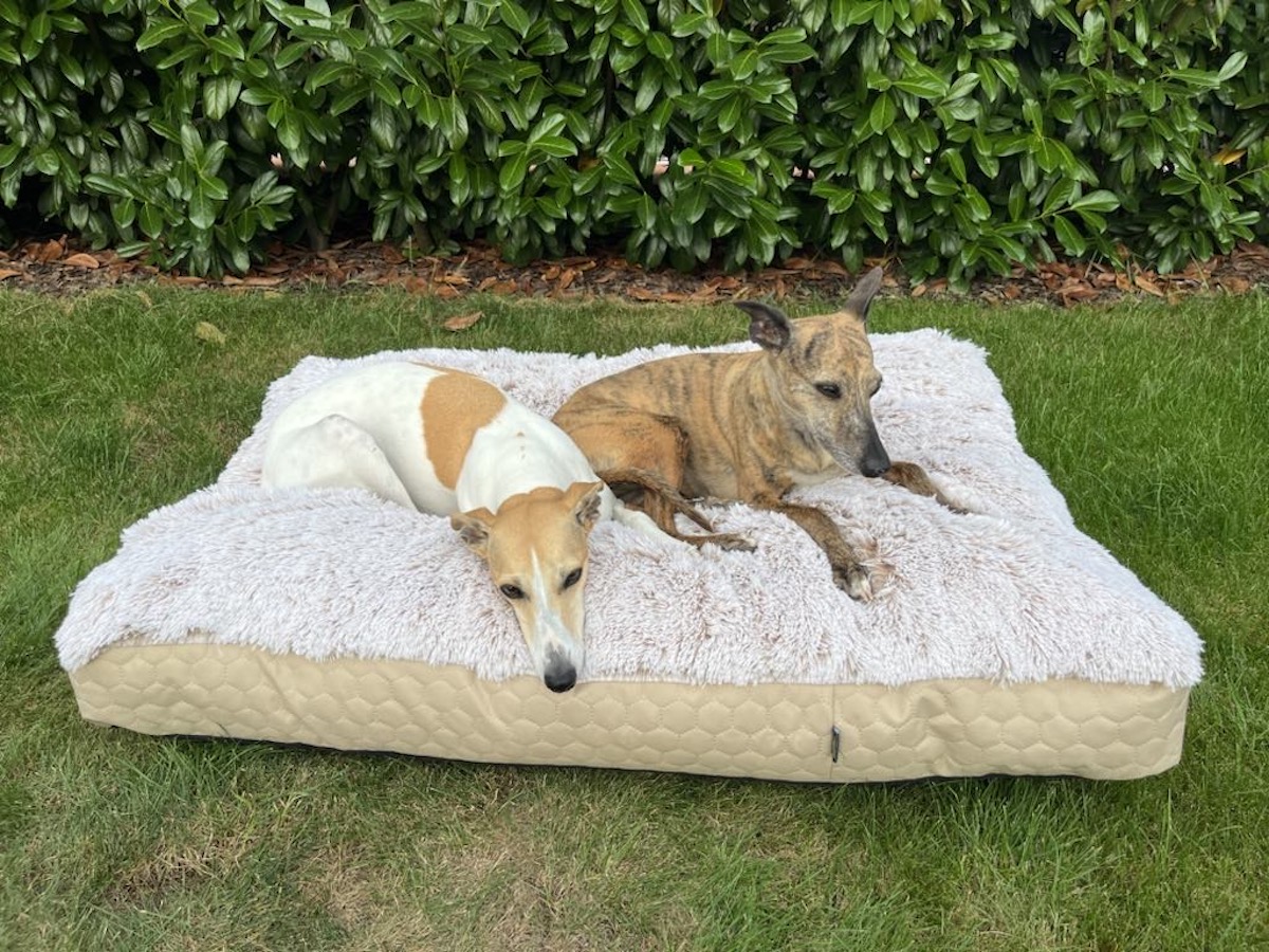 Náhled ProChrta.cz TEMPLE FLAT BEIGE