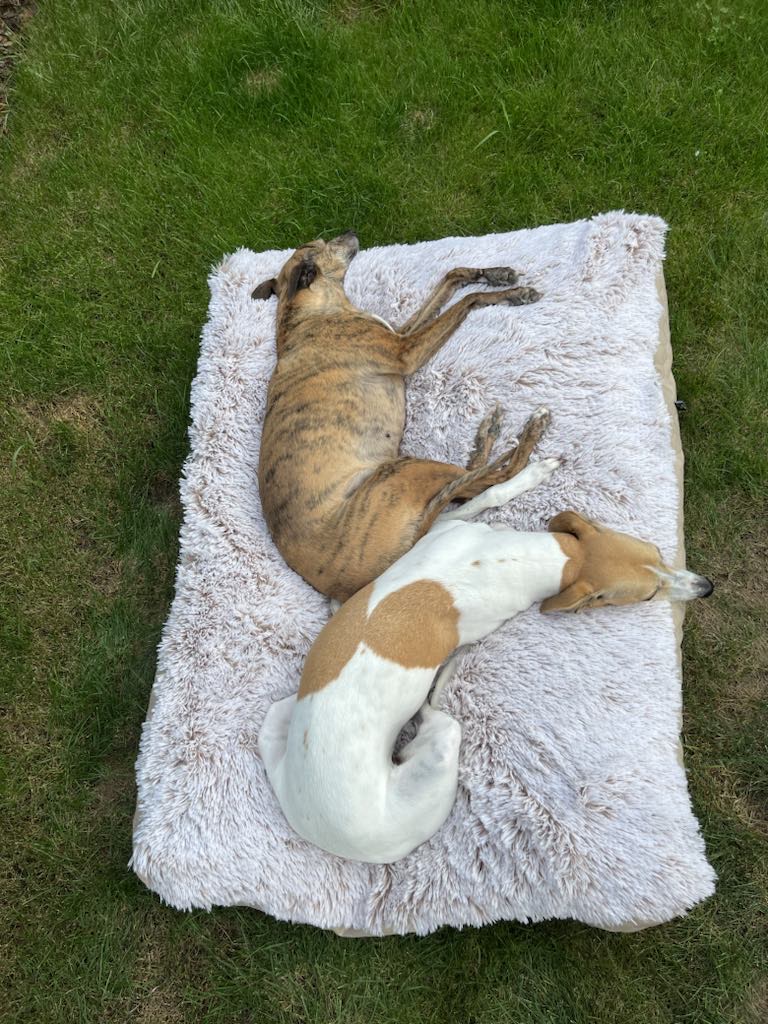 Náhled ProChrta.cz TEMPLE FLAT BEIGE