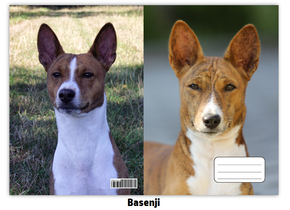 Náhled ProChrta.cz Sešit A5 40 listů linkovaný různá plemena chrtů