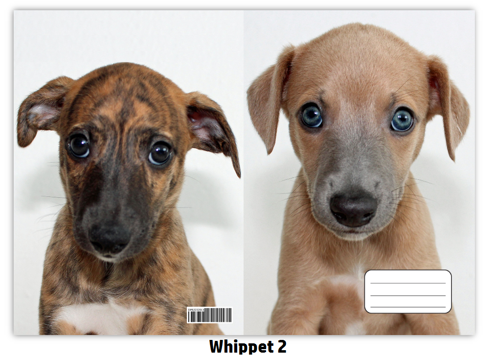 Náhled ProChrta.cz Sešit A5 40 listů linkovaný různá plemena chrtů