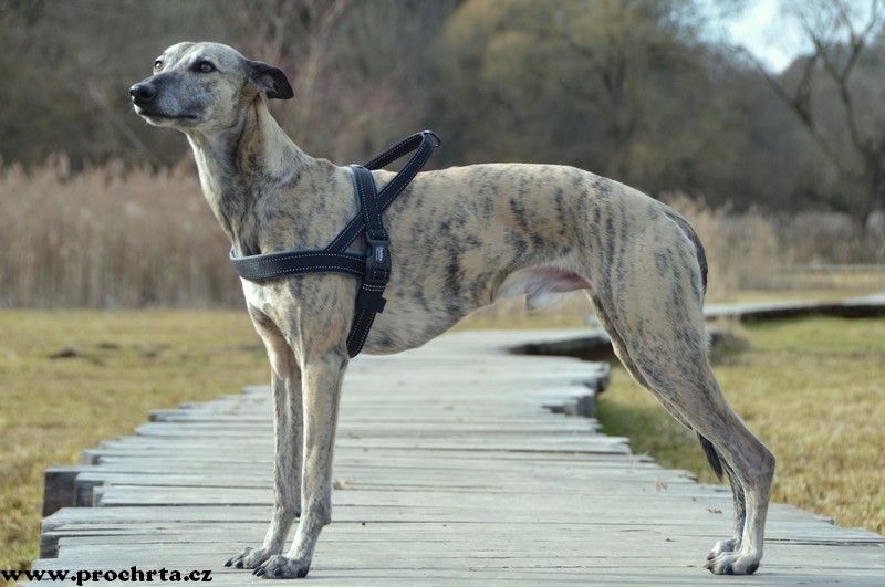 Náhled  Postroj neoprenový norský BASIC M