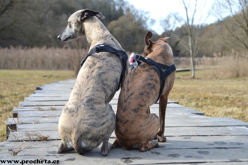 Náhled  Postroj neoprenový norský BASIC M