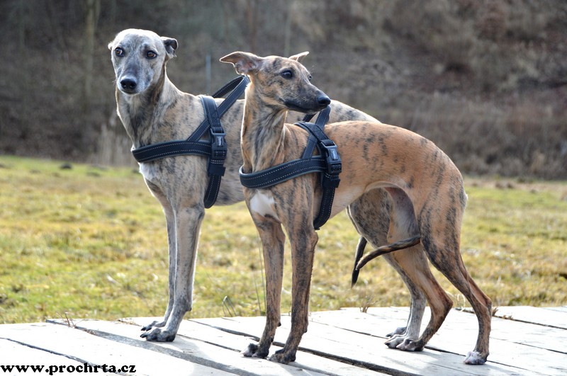 Náhled  Postroj neoprenový norský BASIC S