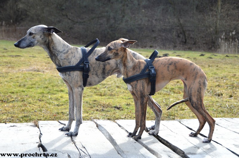 Náhled  Postroj neoprenový norský BASIC S