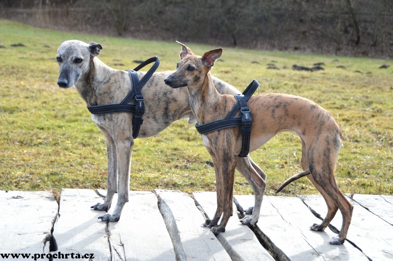 Náhled  Postroj neoprenový norský BASIC XL