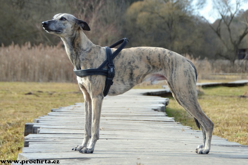 Náhled  Postroj neoprenový norský BASIC XXL