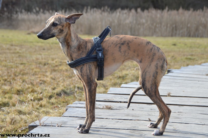 Náhled  Postroj neoprenový norský BASIC XXL