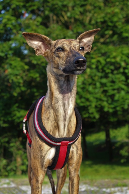 Náhled  Postroj podšitý COMFORT 42 - 50 cm S