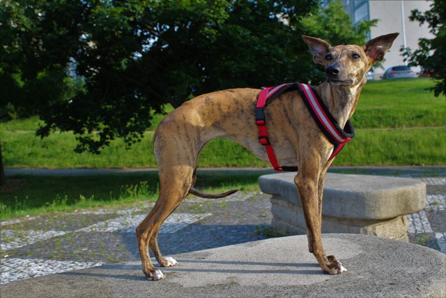 Náhled  Postroj podšitý COMFORT 48 - 55 cm M