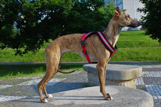 Náhled  Postroj podšitý COMFORT 58 - 70 XL