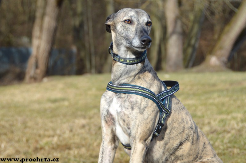 Náhled  Postroj neoprenový norský SPORT 35 cm XS