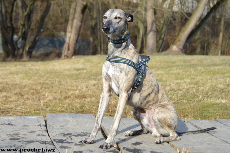 Náhled  Postroj neoprenový norský SPORT 35 cm XS