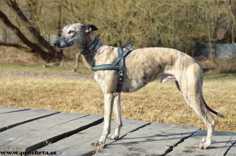 Náhled  Postroj neoprenový norský SPORT 45 cm S