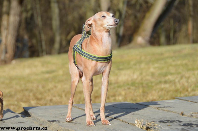 Náhled  Postroj neoprenový norský SPORT 55 cm M