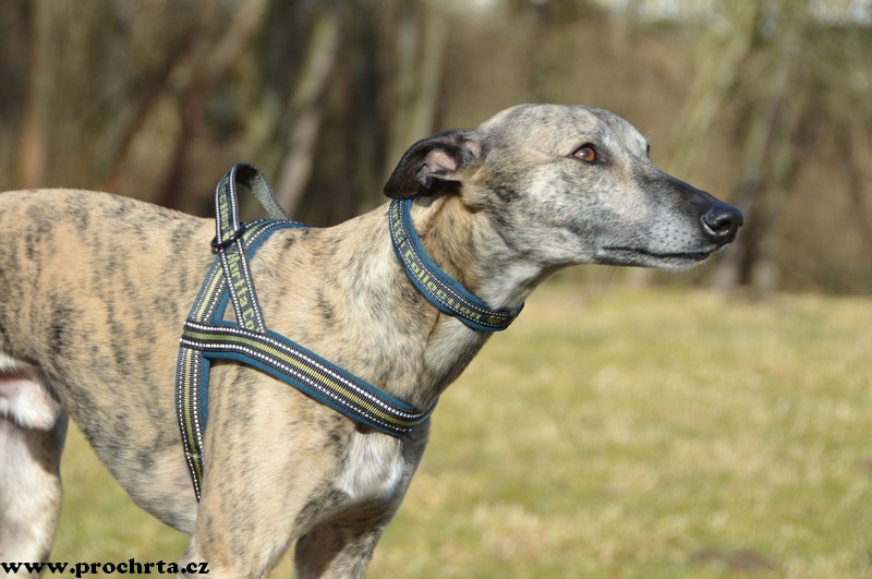 Náhled  Postroj neoprenový norský SPORT 60 cm M